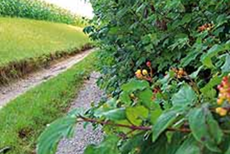 Artenreiche Hecke